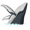 Sticker baleine