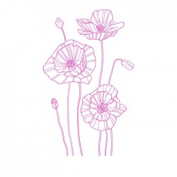 Stickers fleurs de coquelicot